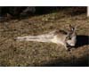Kangaroo Lying Down